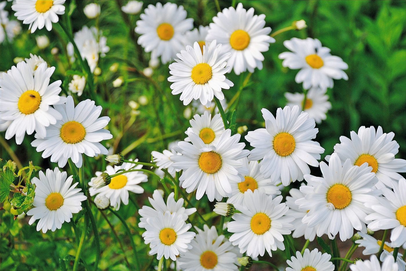 Pollen, Periods & Protein: Managing Spring Fatigue Naturally